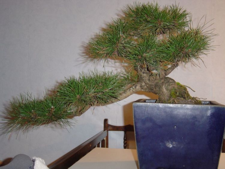 pinus_3.jpg