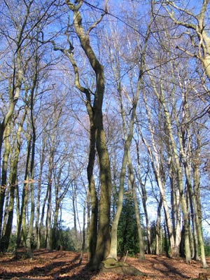 quercus_fagus5.jpg