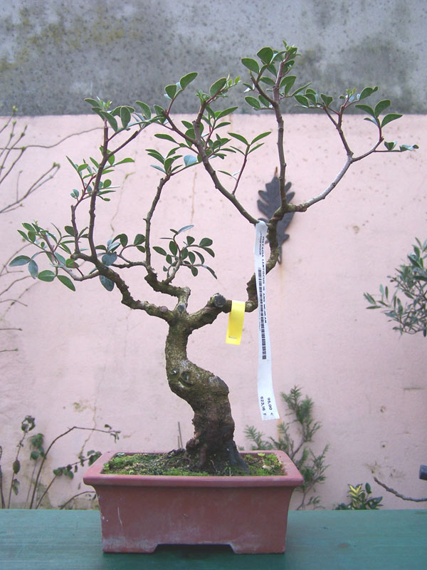 Pistachi_.jpg
