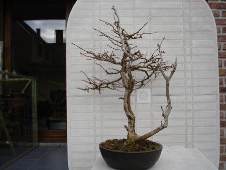 Larix_kaempferi_4.jpg
