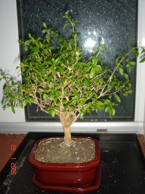 Plantes_016.jpg