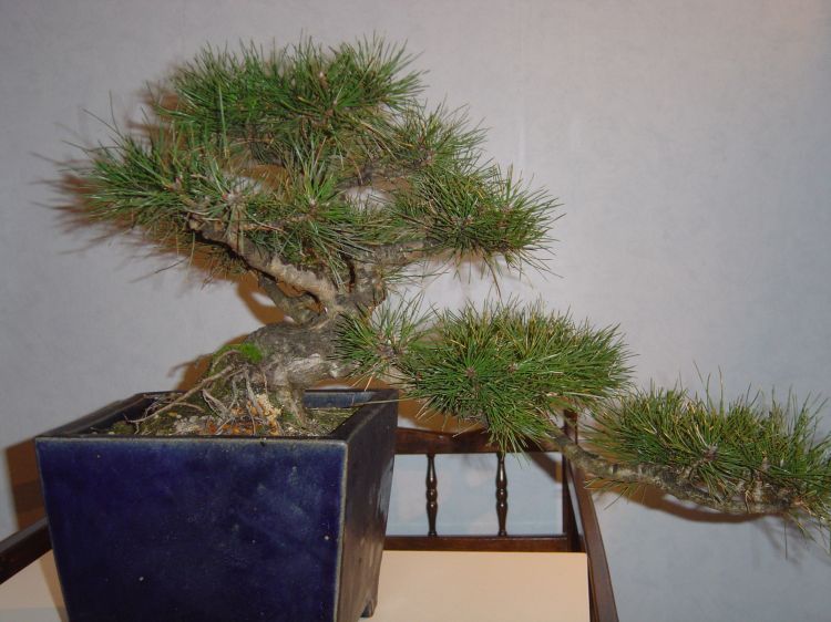 pinus_1.jpg