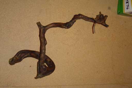 Olea2_2.jpg