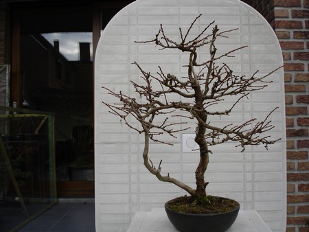 Larix_kaempferi_2.jpg
