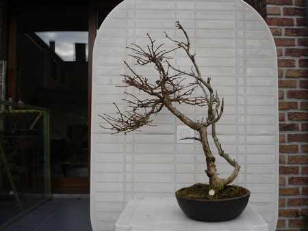 Larix_kaempferi_1.jpg