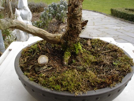 Larix_k._nebari.jpg