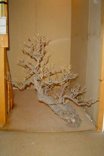 Eleagnus_2.jpg