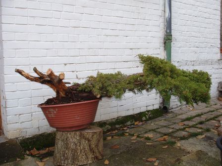 JUNIPERUS_PERENCHIE_01.jpg