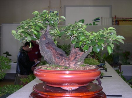 Dscn0271.jpg
