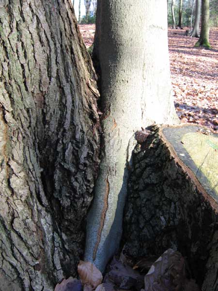 quercus_fagus3.jpg