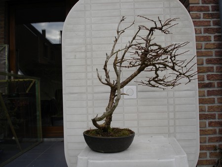 Larix_kaempferi_3.jpg