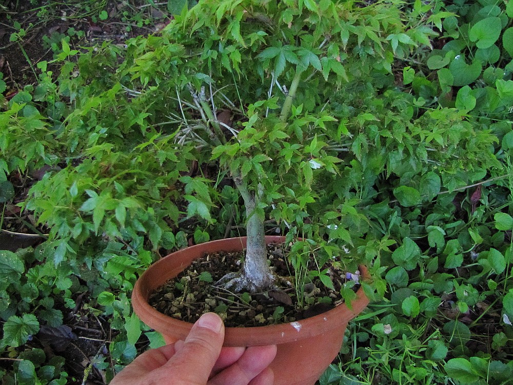 acerp-mapi02_210519a.jpg
