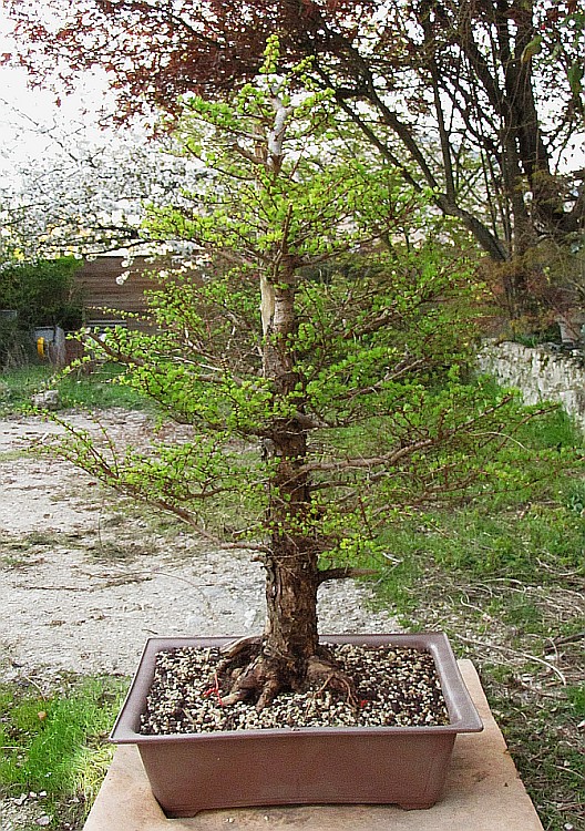 mlz9406_200326a.jpg
