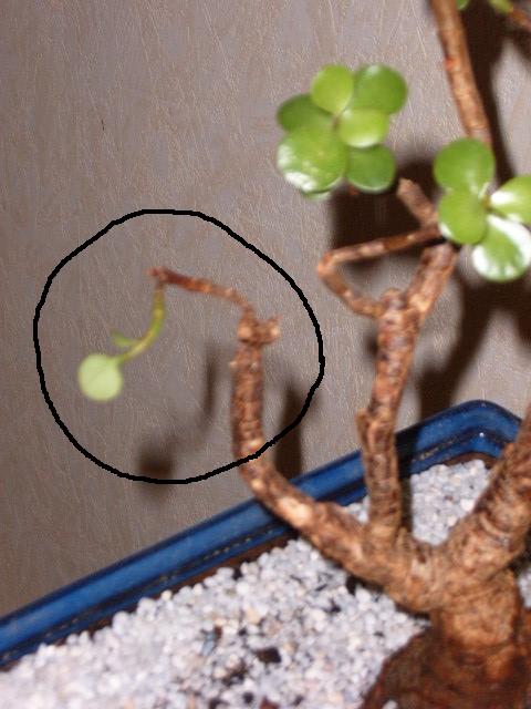 Crassula2.jpg