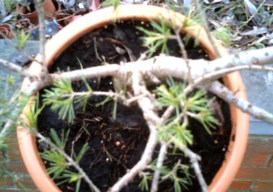Cedrus_deodara_dessus.jpg