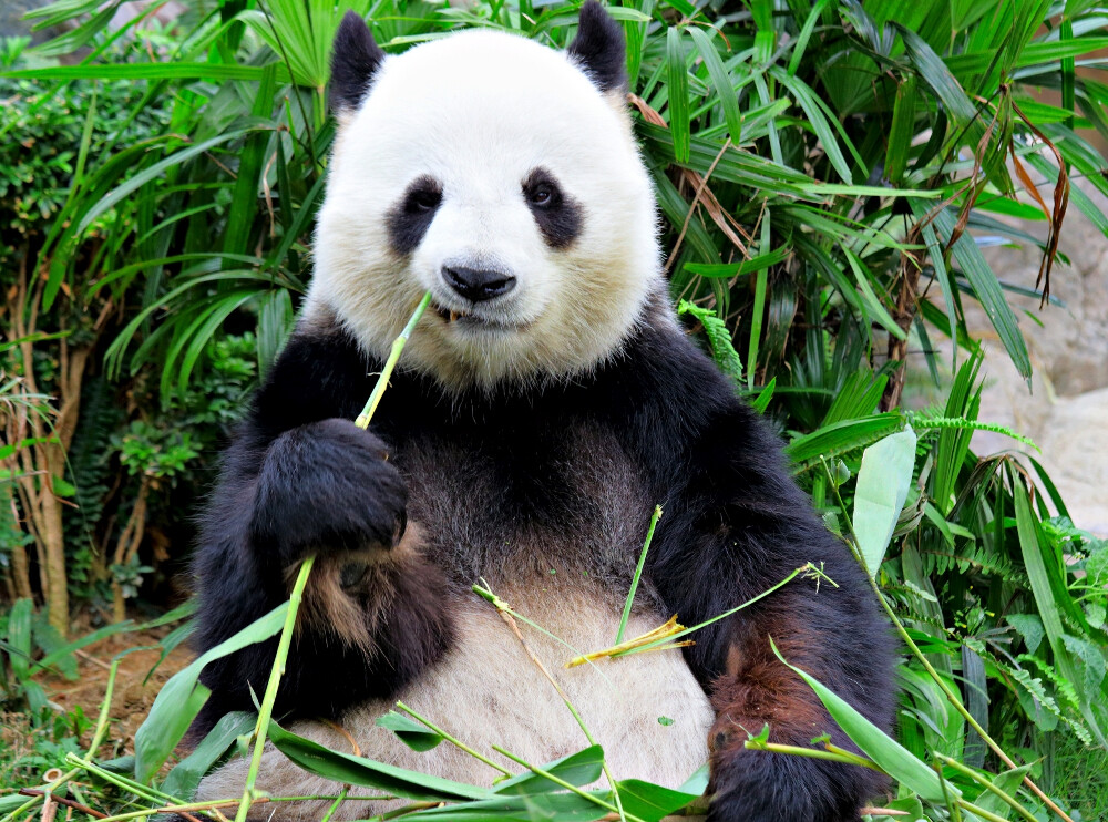 panda1.jpg