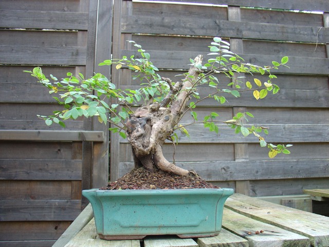 DSC01954.jpg