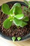 crassula-2.jpg-s