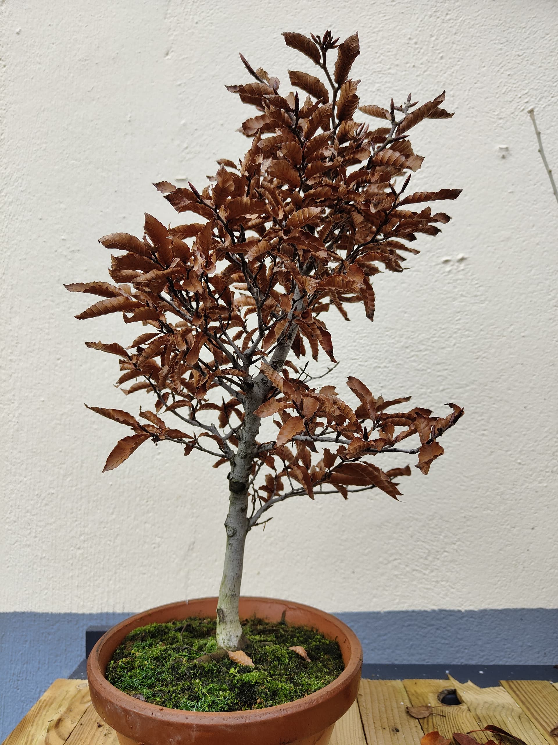 Fagus crenata du Japon Vous et vos arbres ParlonsBonsai