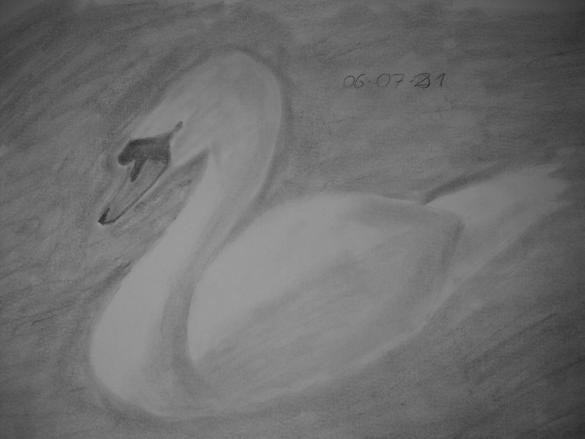Cygne_06-07-21_1a.jpg