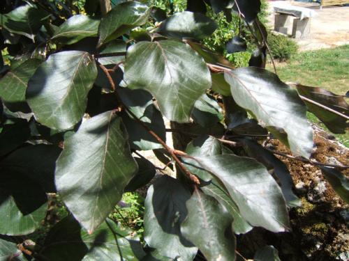 fagus_sylvatica_purpurea