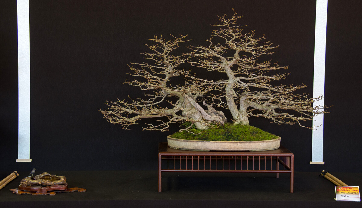 Carpinus Ph. Massard.jpg