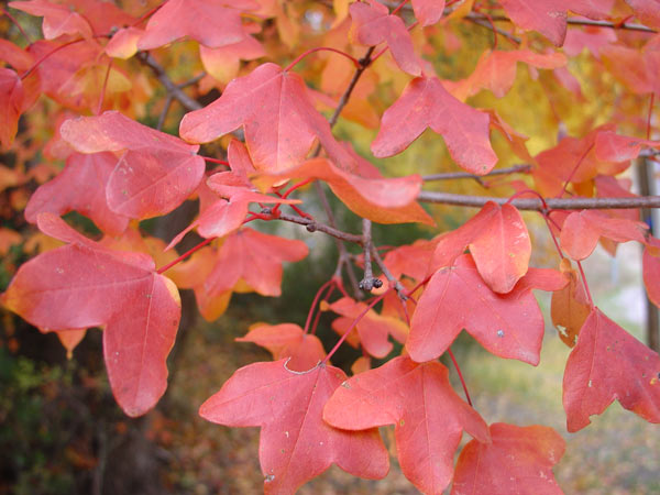 Acer-monspessulanum-feuilles-automne2