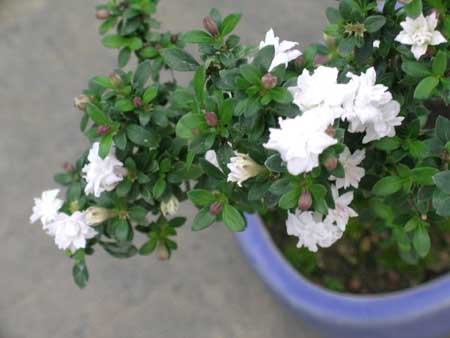 serissa_a_fleurs_doubles