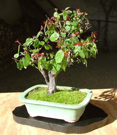 Sageretia2