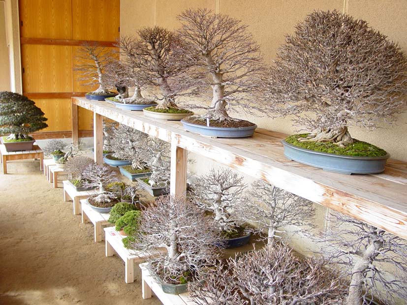 arbre_hivernage_reduit.jpg