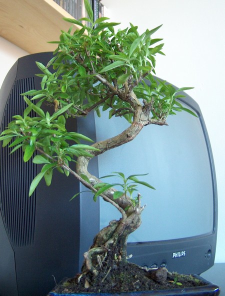 serissa_foetida_006.jpg