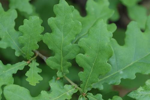quercus_robur-2