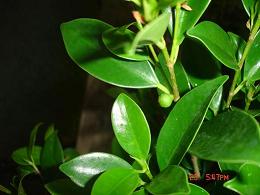 fruit_ficus_retusa_ginko