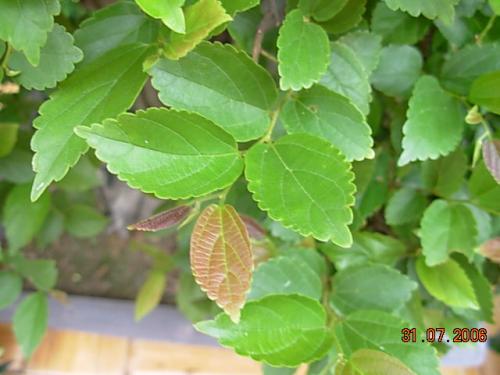 Feuilles_micocoulier_DOSS