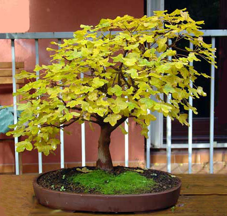 Acer_monspessulanum