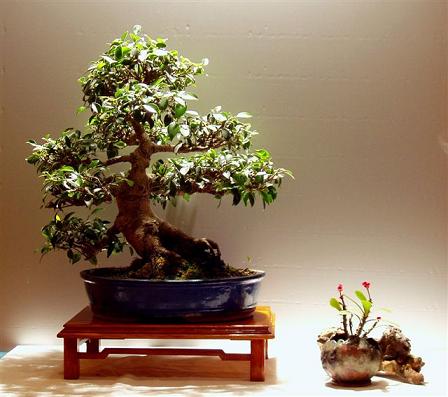 ficus
