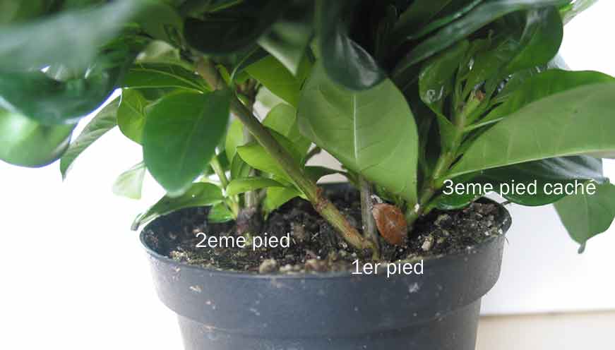 pieds_gardenia.jpg