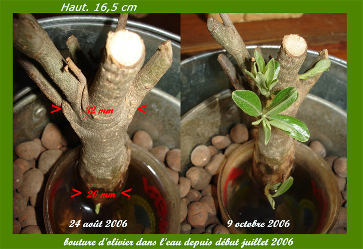 Collection_d__images4copie0.jpg