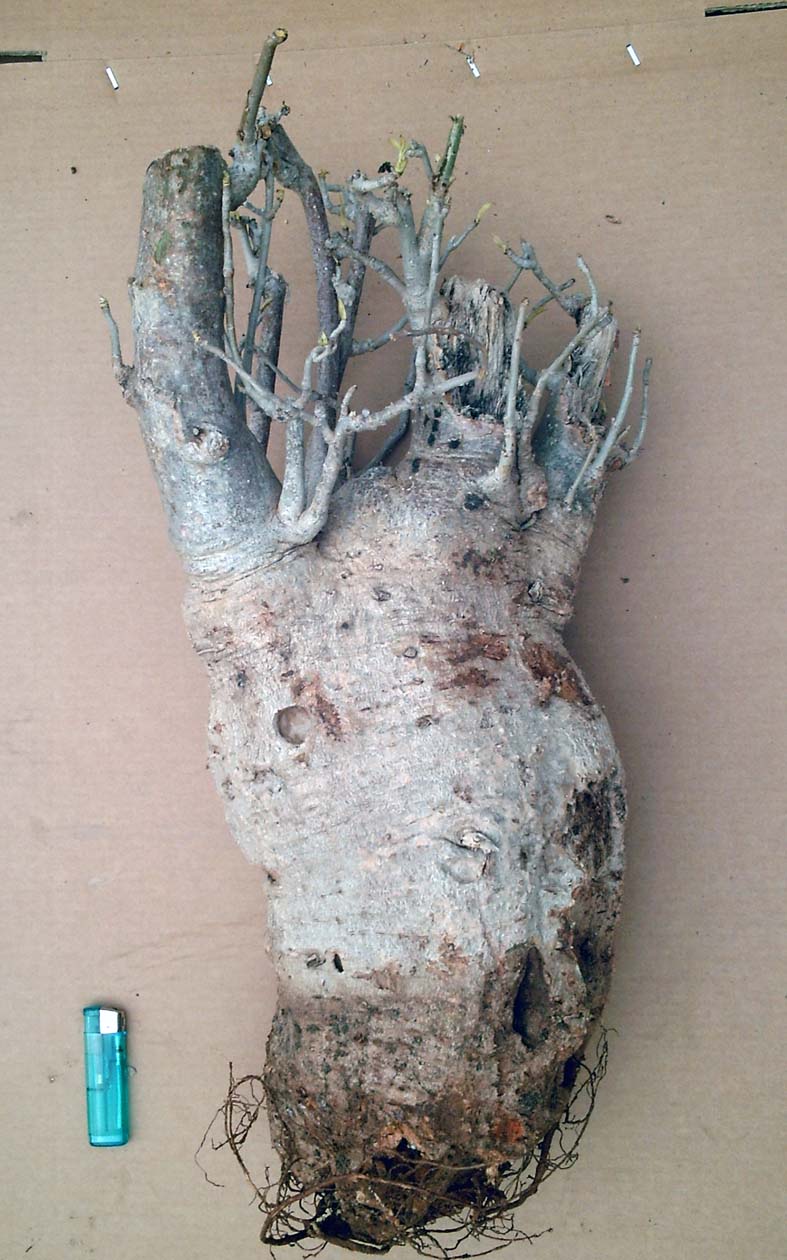 Baobab_bonsai_50_ans_60cm_diametre23.jpg