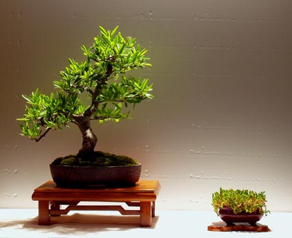 presentation_pyracantha.jpg