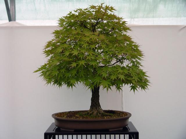 Acer_palmatum_arakawa_pyves