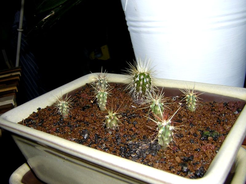cactus.jpg