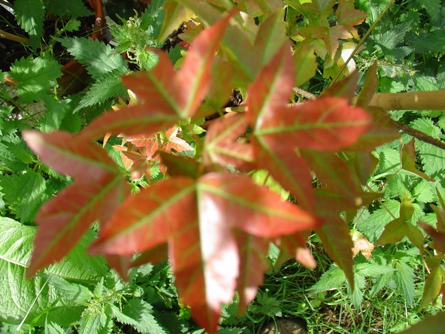 DSC017871.jpg