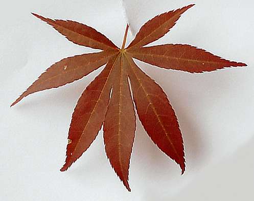 Acer_palmatum_atropurpureum_feuille