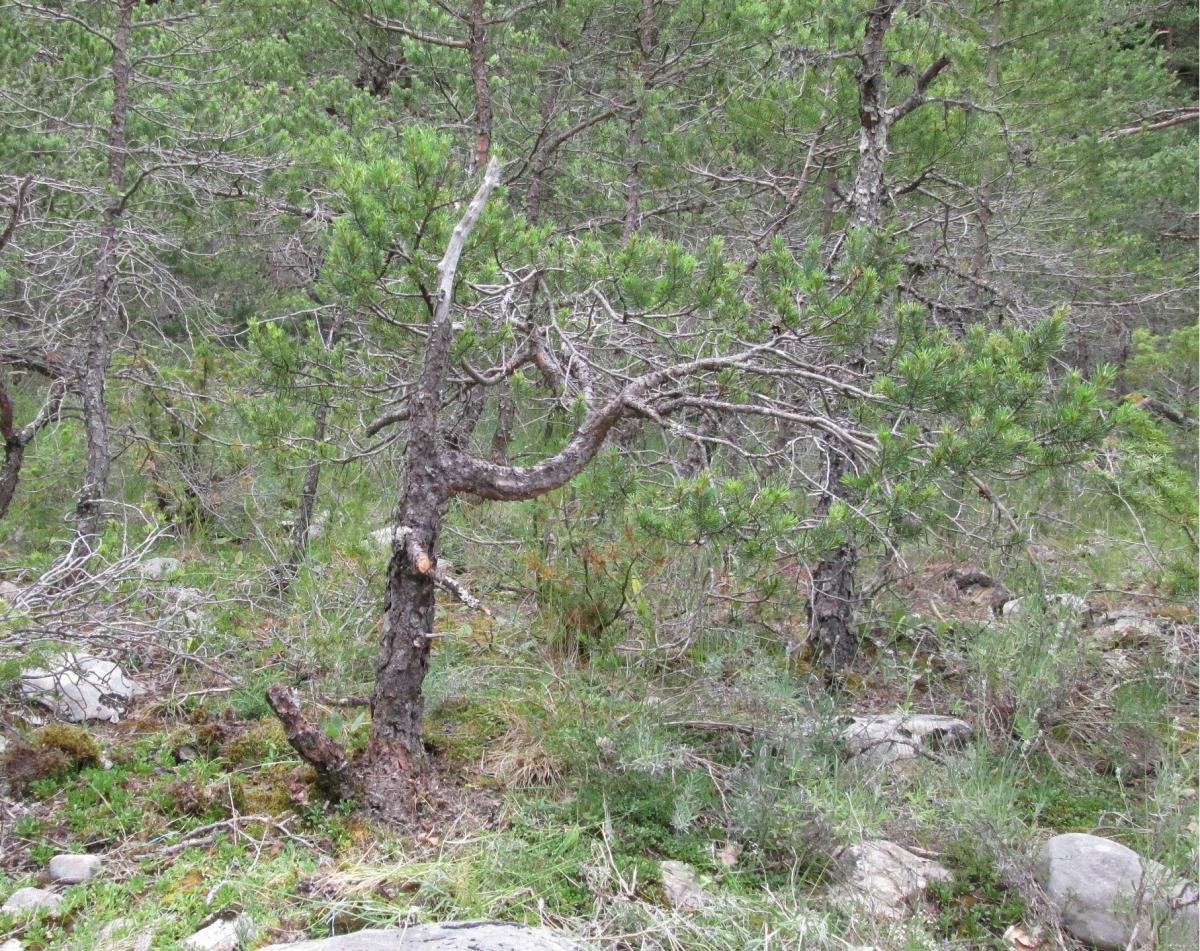 pin sylvestre 2018 07 06 008.jpg