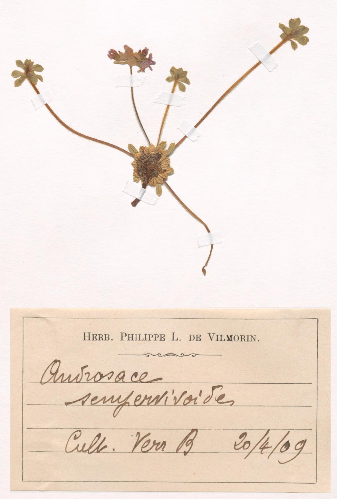 androsaceSemper_vilmorin-a.jpg