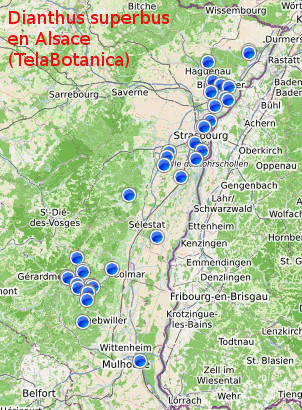 DianthusSuperbus_Alsace