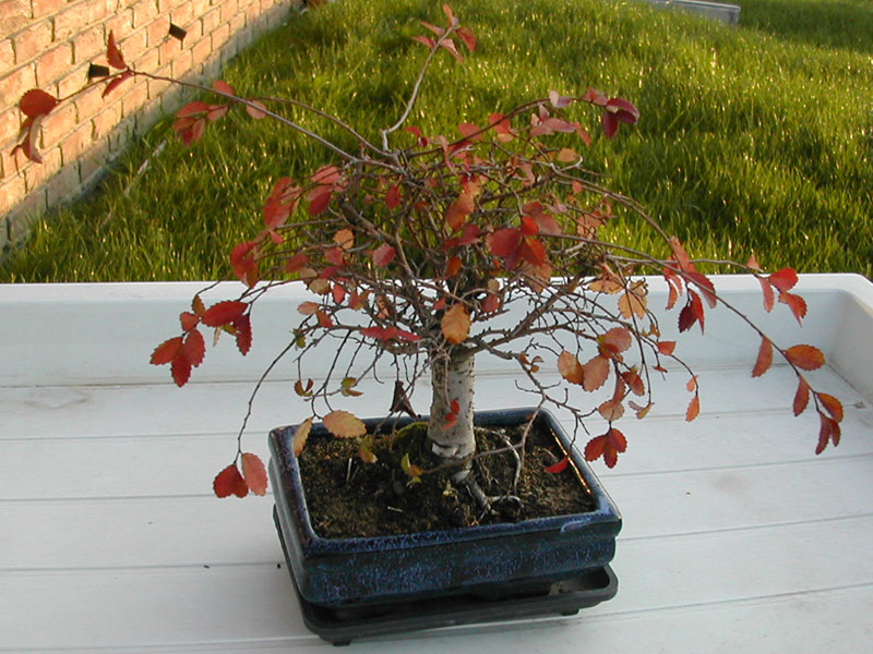 bonsai.jpg