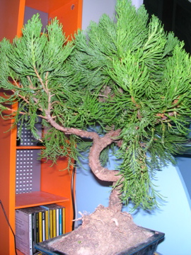 DSCN2521.jpg