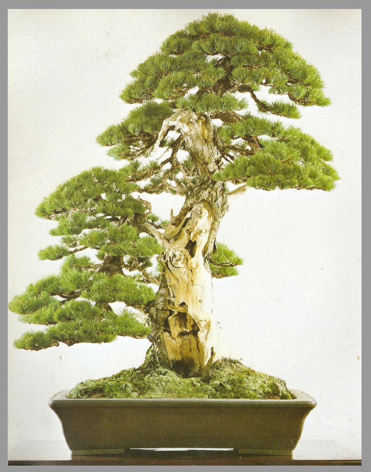 pinus pentaphylla8.jpg